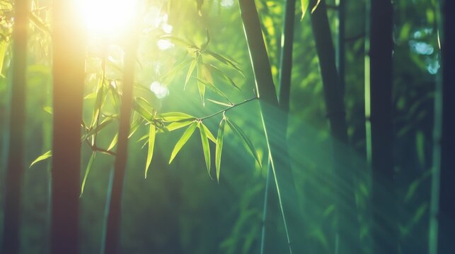 Bamboo forest with soft light filtering through tall stalks