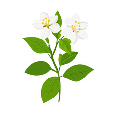 Simple flat 2D icon jasmine branch with leaves isolated on transparent background, vector, flat design, animation design, vector, flat design, animation design, flat 2D, minimalist design, clipart
