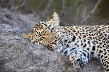 South Africa, Sabi Sand, Leopard (Panthera pardus) sleeping