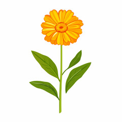 Simple flat 2D icon marigold flower isolated on transparent background, vector, flat design, animation design, animation design, simple flat 2D icon, clipart