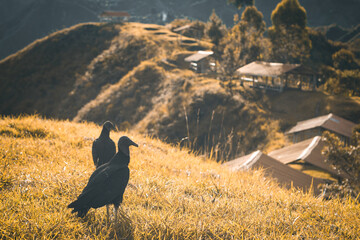 Two Colombian black vultures in the wild. Andes Mountains. Tierradentro, Inza, Cauca, Colombia. Picture taken from the Alto del Aguacate.