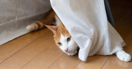 カーテンで遊んでいる可愛い猫　茶トラ白	