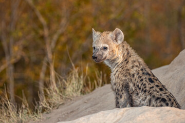 South Africa, Sabi Sand, Spotted Hyena (Crocuta crocuta)