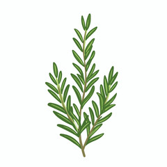 Fototapeta premium A Simple icon flat 2D icon rosemary leaf branch isolated on a transparent background, vector, animation design, simple flat 2D icon, minimalist design and modern illustration