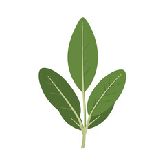 Simple flat 2D illustration of sage leaf logo head clipart isolated on a white background, vector 2D design, icon, flat 2d illustration art, flat icon