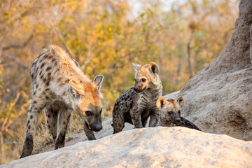 South Africa, Sabi Sand, Spotted Hyena (Crocuta crocuta)