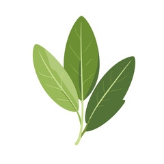 Simple flat 2D illustration of green sage leaf logo head clipart isolated on a white background, vector 2D design, icon, flat 2d illustration art, flat icon