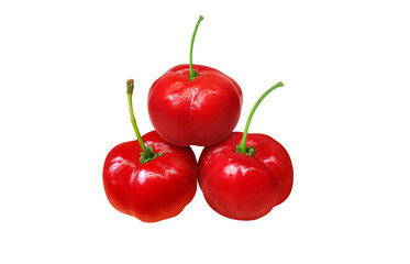 アセロラ イラスト リアル