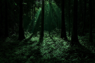 Fototapeta premium Dense Black Forest