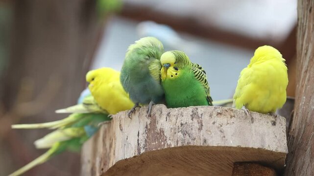 Group of Australian budgerigars sitting on a tree in an open air aviary. Cute little green and yellow parrot birds outdoors at the zoo.