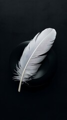 White feather on black background