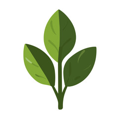 A Simple icon flat 2D icon chard leaves isolated on a transparent background, vector, animation design, simple flat 2D icon, minimalist design and modern illustration