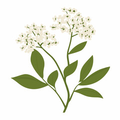 A Simple icon flat 2D icon white elderflower branch isolated on a transparent background, vector, animation design, simple flat 2D icon, minimalist design and modern illustration