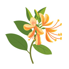 A Simple icon flat 2D icon honeysuckle branch isolated on a transparent background, vector, flat design, animation design, simple flat 2D icon, minimalist design