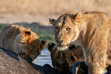 South Africa, Sabi Sand, Lion (Panthera leo), pride with a kill (buffalo), lioness