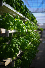 Hydroponic vertical farming systems