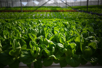 Hydroponic vertical farming systems