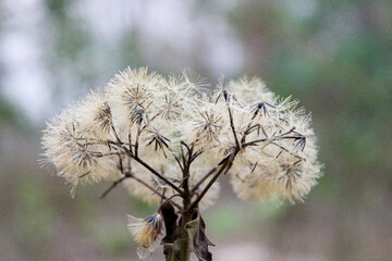 willow branches with catkins