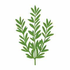 Simple flat 2D icon rosemary branch isolated on a transparent background, vector, flat design, animation design, vector, flat design, animation design, simple flat 2D icon, minimalist design