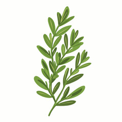 Simple flat 2D icon rosemary isolated on a transparent background, vector, flat design, animation design, vector, flat design, animation design, simple flat 2D icon, minimalist design