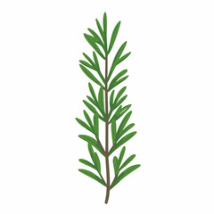 Fototapeta premium Simple flat 2D icon rosemary branch isolated on a transparent background, vector, flat design, animation design, vector, flat design, animation design, simple flat 2D icon, minimalist design