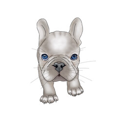 French bulldog. Сute white bulldog puppy with blue eyes. Pets, canine theme design.