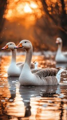 Obraz premium Geese glide peacefully across a pond, creating beautiful reflections on the water's surface, as the warm hues of sunset paint the serene environment around them