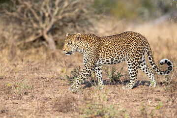 South Africa, Sabi Sand, Leopard (Panthera pardus)