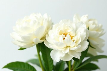 Large white peony flowers in full bloom on a clean background, peonies, garden, white
