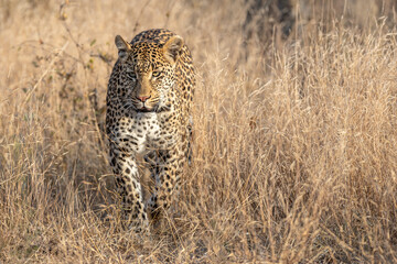 South Africa, Sabi Sand, Leopard (Panthera pardus)