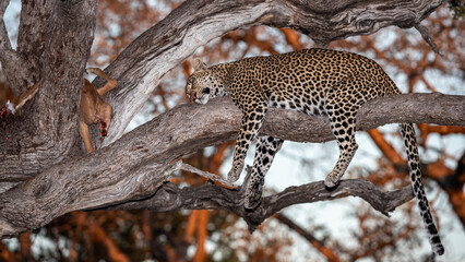 South Africa, Sabi Sand, Leopard (Panthera pardus) sleeping on a tree