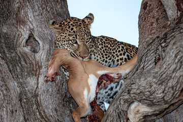 South Africa, Sabi Sand, Leopard (Panthera pardus), cub with a prey