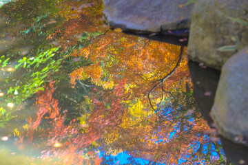 Reflected on a Calm Water Surface Under Soft Sunlight, Tokyo Dec 6 2024