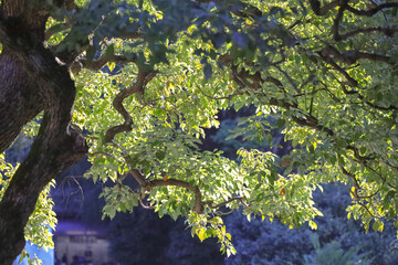 Sunlight Filtering Through Lush Tree Branches in a Peaceful, Tokyo Dec 6 2024