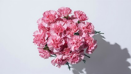 Top view of pink carnations on white background with copy space