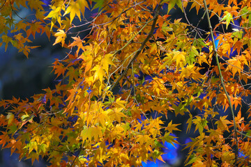 Vibrant Autumn Maple Leaves with Sunlight, Tokyo Dec 6 2024