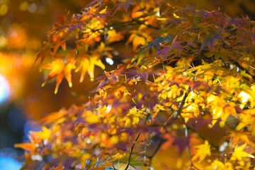 Vibrant Autumn Maple Leaves with Sunlight, Tokyo Dec 6 2024