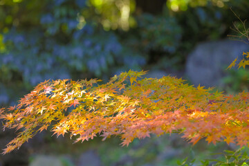Vibrant Autumn Maple Leaves with Sunlight, Tokyo Dec 6 2024
