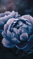 Close up view of blue and white peony