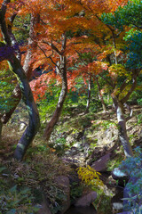Woodland Scene with Autumn Colors and Small Forest Stream, Tokyo Dec 6 2024