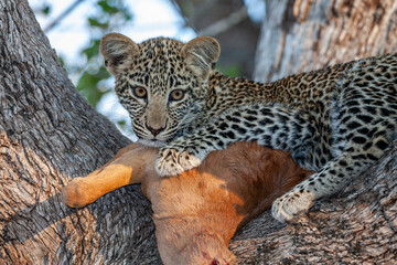South Africa, Sabi Sand, Leopard (Panthera pardus), cub with a prey
