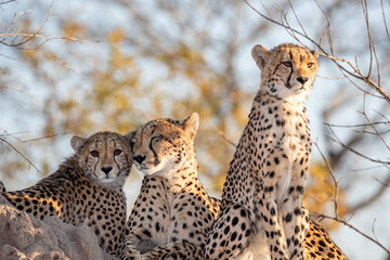 South Africa, Sabi Sand, Cheetah (Acinonyx jubatus), female and two cubs