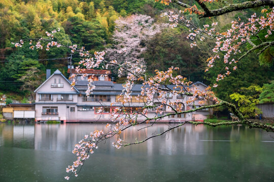 Sakura blossom of cherry tree branch by Kinrin Lake, Yufuin