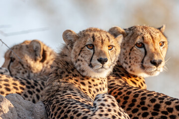 South Africa, Sabi Sand, Cheetah (Acinonyx jubatus), female and two cubs