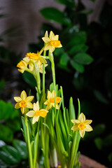 Fototapeta premium baby daffodils, white and purple crocuses.