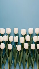 Top view of row of white tulip flowers isolated on blue
