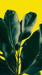 Green leaves of eucalyptus tree on bright background