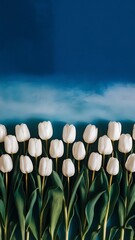 Top view of row of white tulip flowers isolated on blue