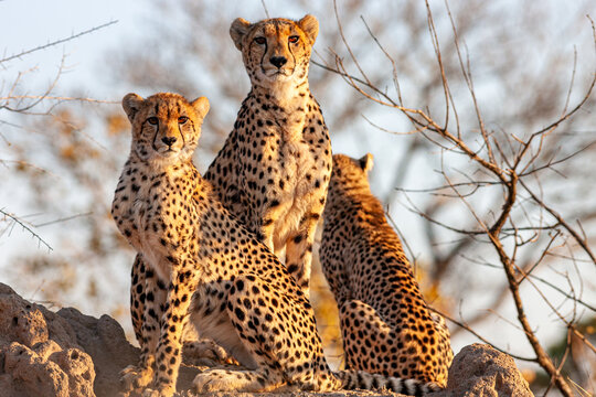South Africa, Sabi Sand, Cheetah (Acinonyx jubatus), female and two cubs