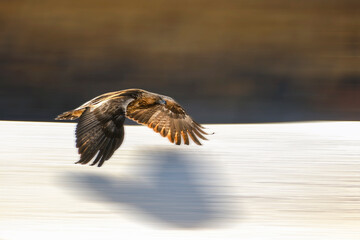 Golden eagle (Aquila chrysaetos), in flight in winter with panning background

